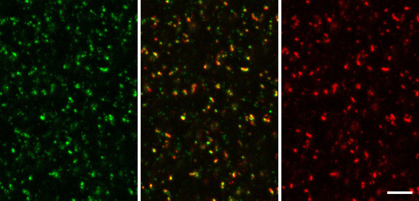 Synaptic Systems - RIM1/2